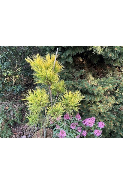 Сосна Веймутова Пасіфік Санрайз хвоя